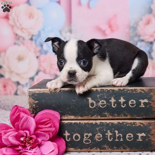 Violet, Boston Terrier Puppy